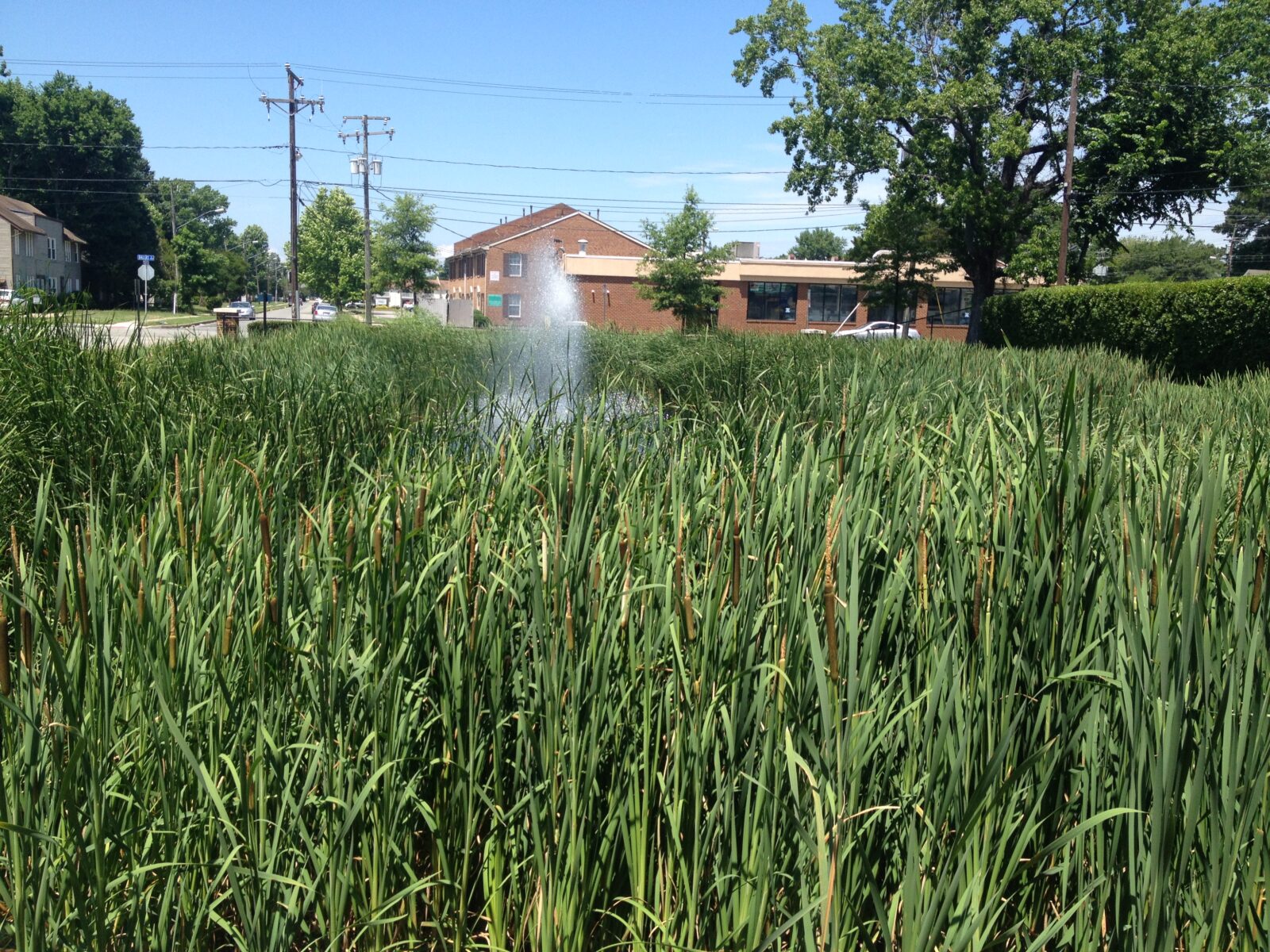 Pond-overgrown-with-cattails