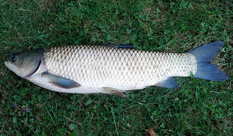 grass_carp