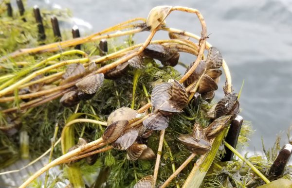 Zebra Mussels: Invasive & Harmful Aquatic Hitchhikers