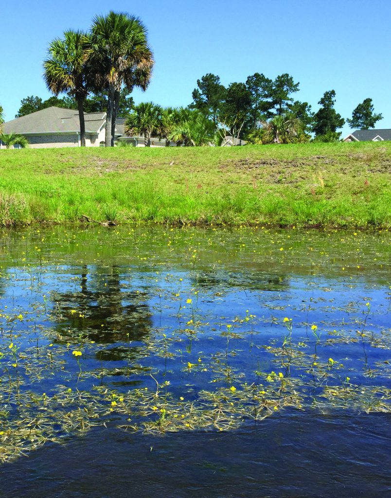 bladderwort-pond-weed-infestation