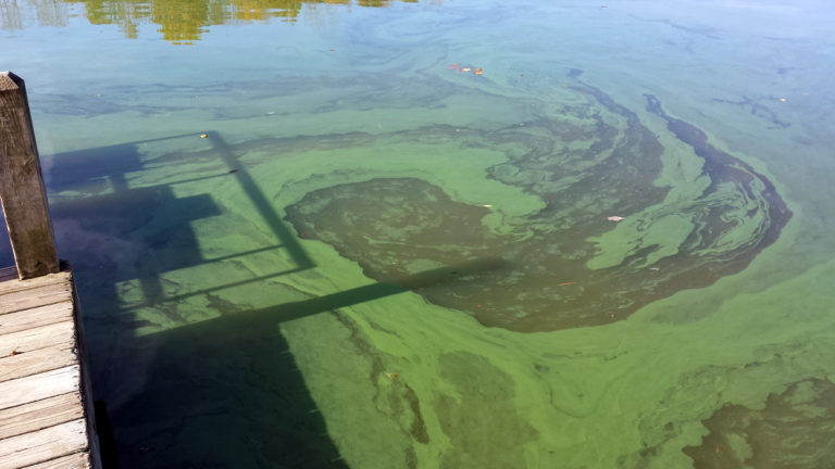 Know your Green: Pond Algae and Aquatic Vegetation