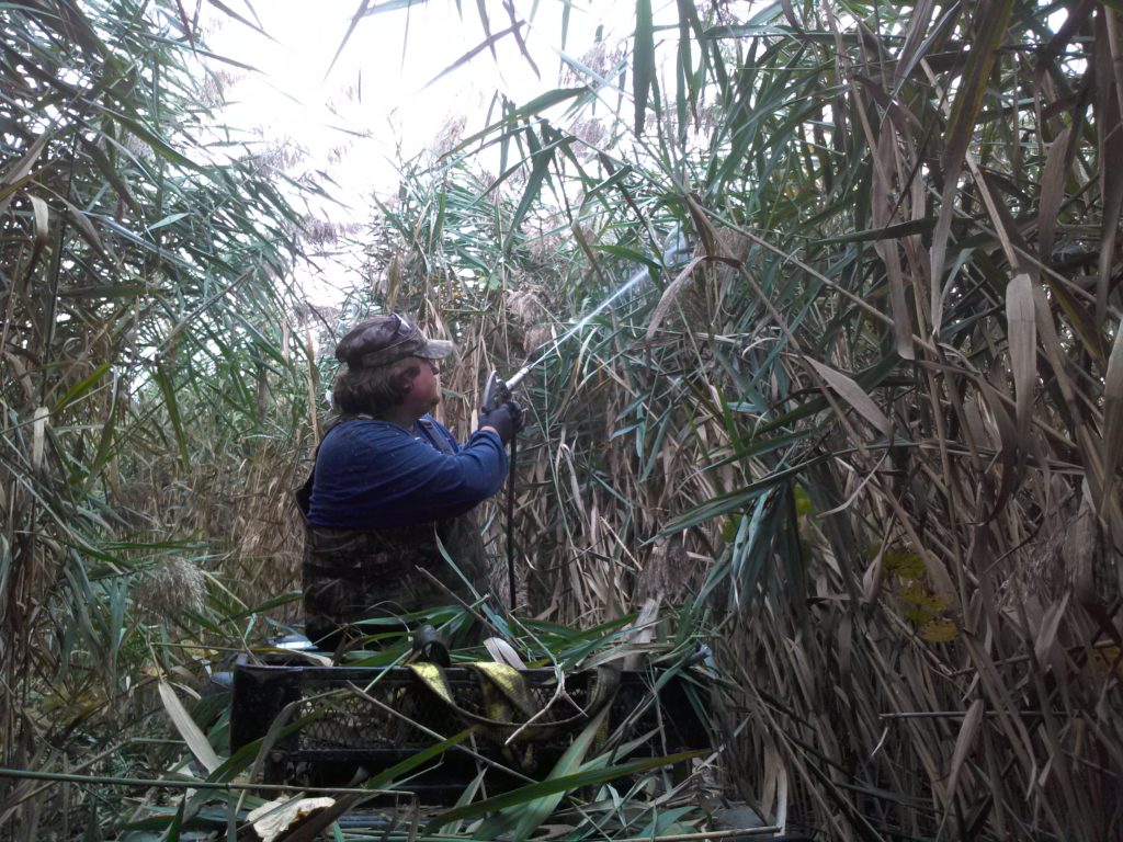 FED EX Phrag Treatment 2_wetlands