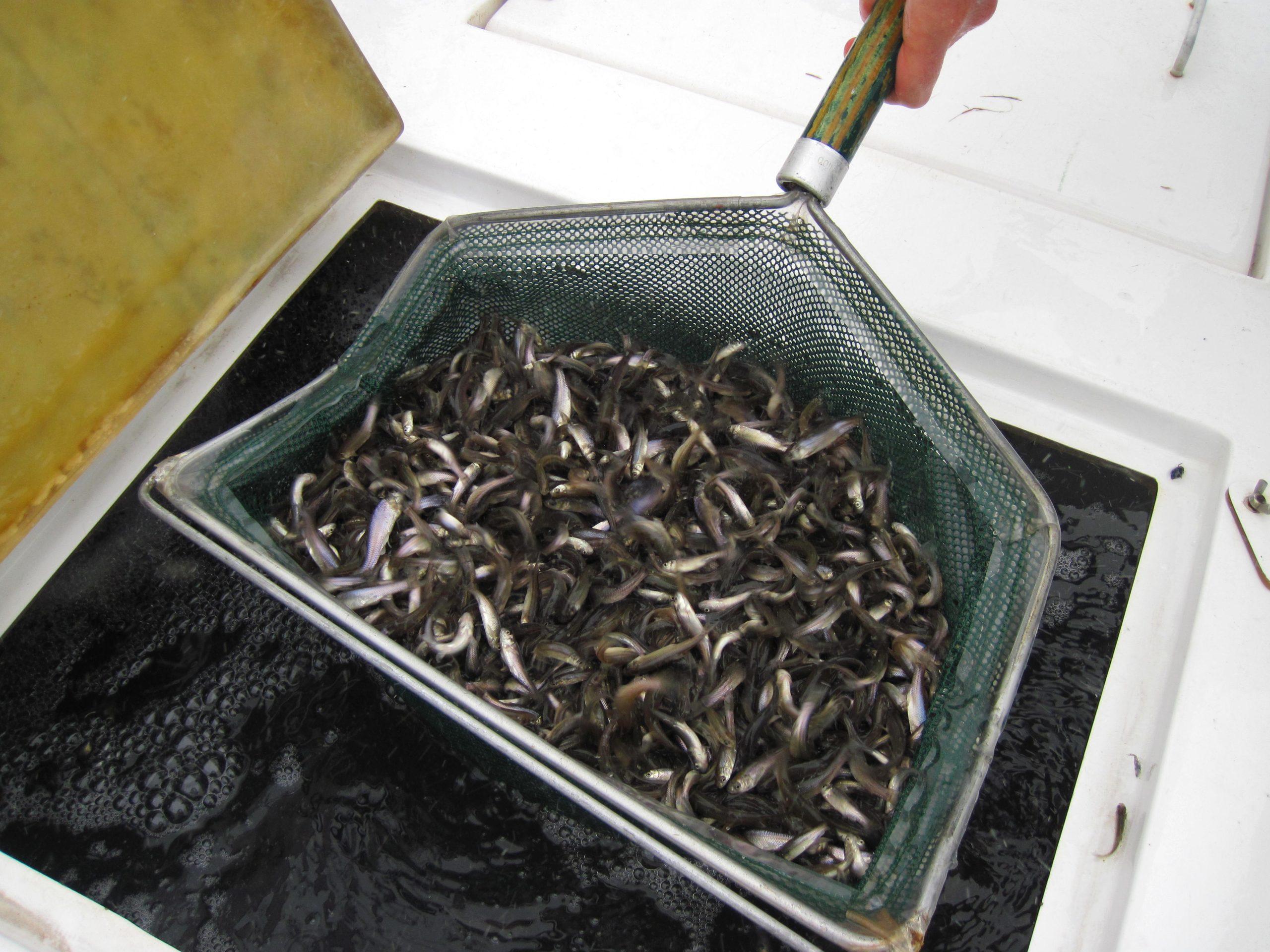 Spring Fish Stocking: Bluegill, Fathead Minnows, Golden Shiners, and Shad