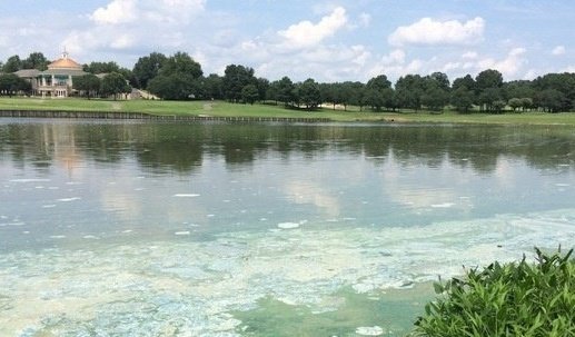 Stock Fish Ponds With Rainbow Trout Now for Winter Fun & Forage