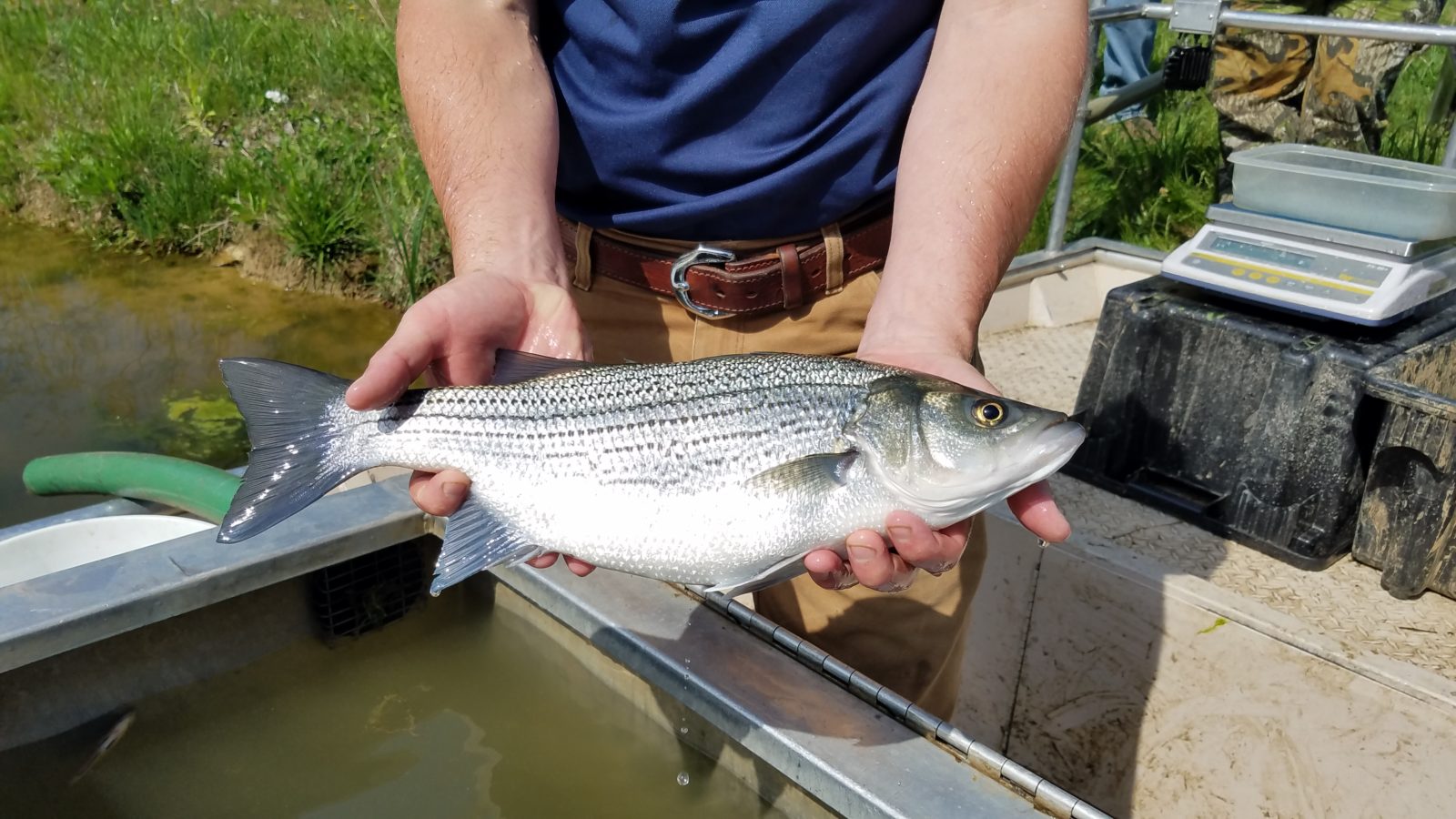 Are Hybrid Striped Bass Right for Your Pond?