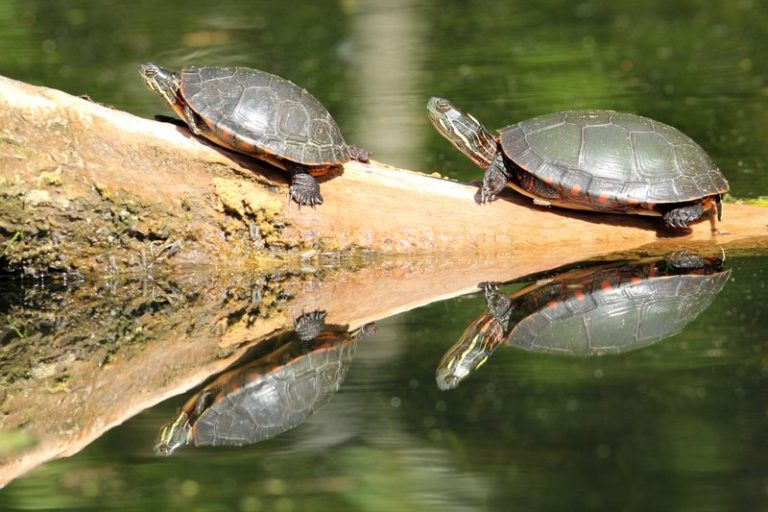 are-turtles-bad-for-ponds