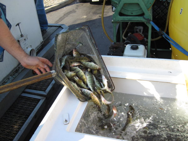 Strategic Fish Stocking | SOLitude Lake Management