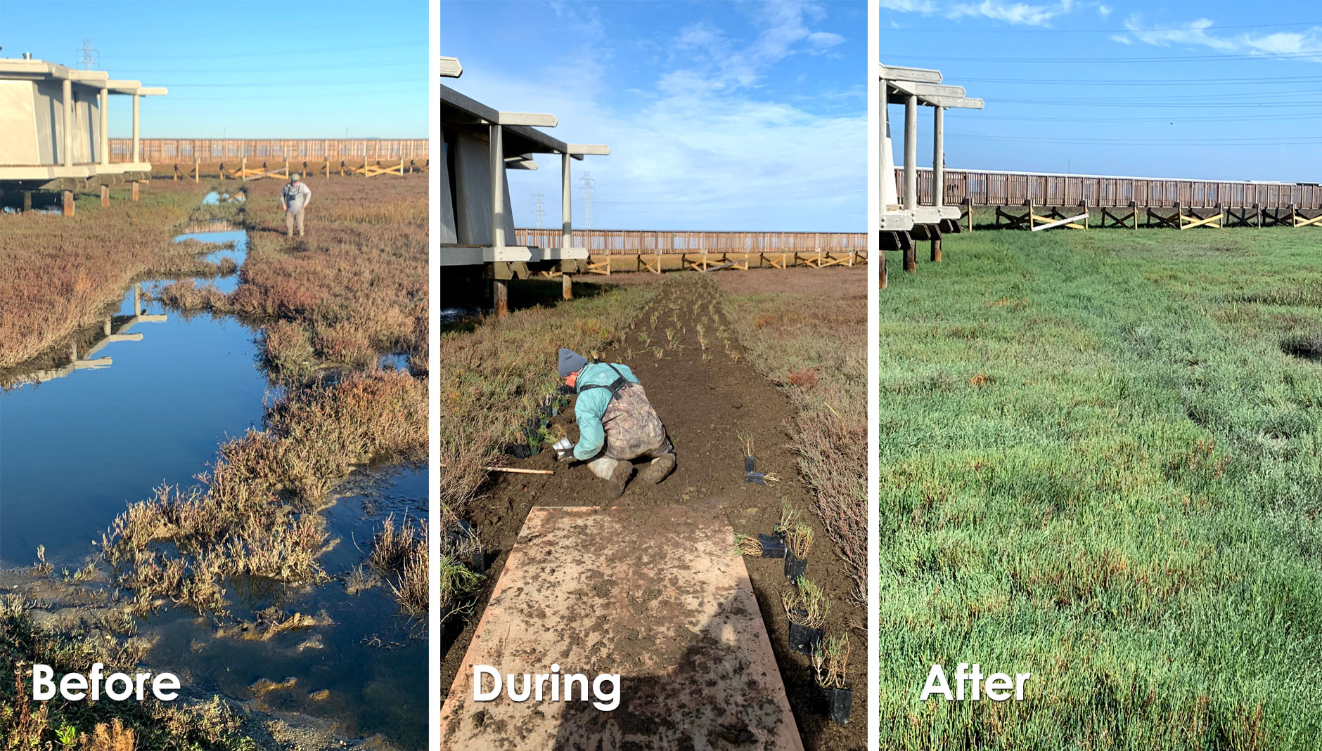 Restoring A Damaged Wetland Habitat | Wetland Management Case Study