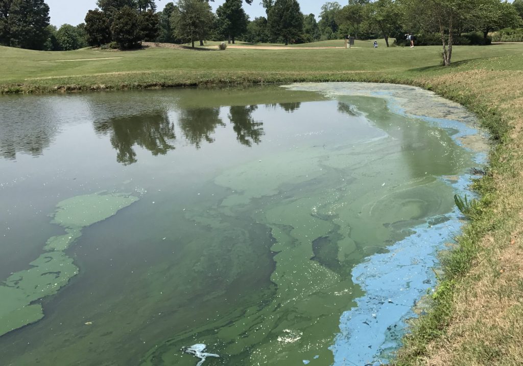 How Do You Get Rid of Algae in a Pond: Clear Waters Await!