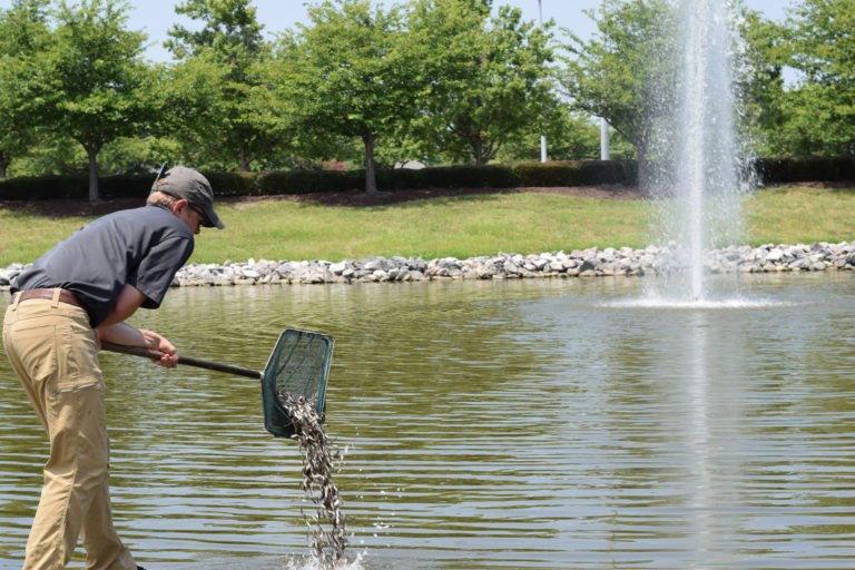 should-i-stock-my-pond-with-threadfin-shad