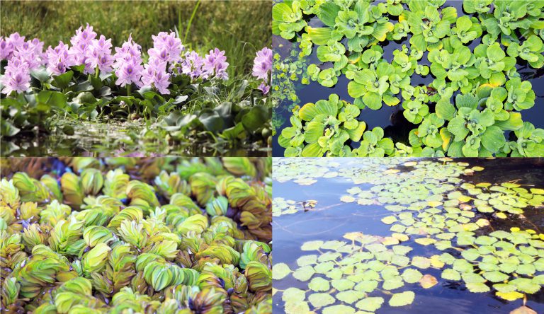 How To Manage Invasive Aquatic Plants Threatening Lakes And Ponds