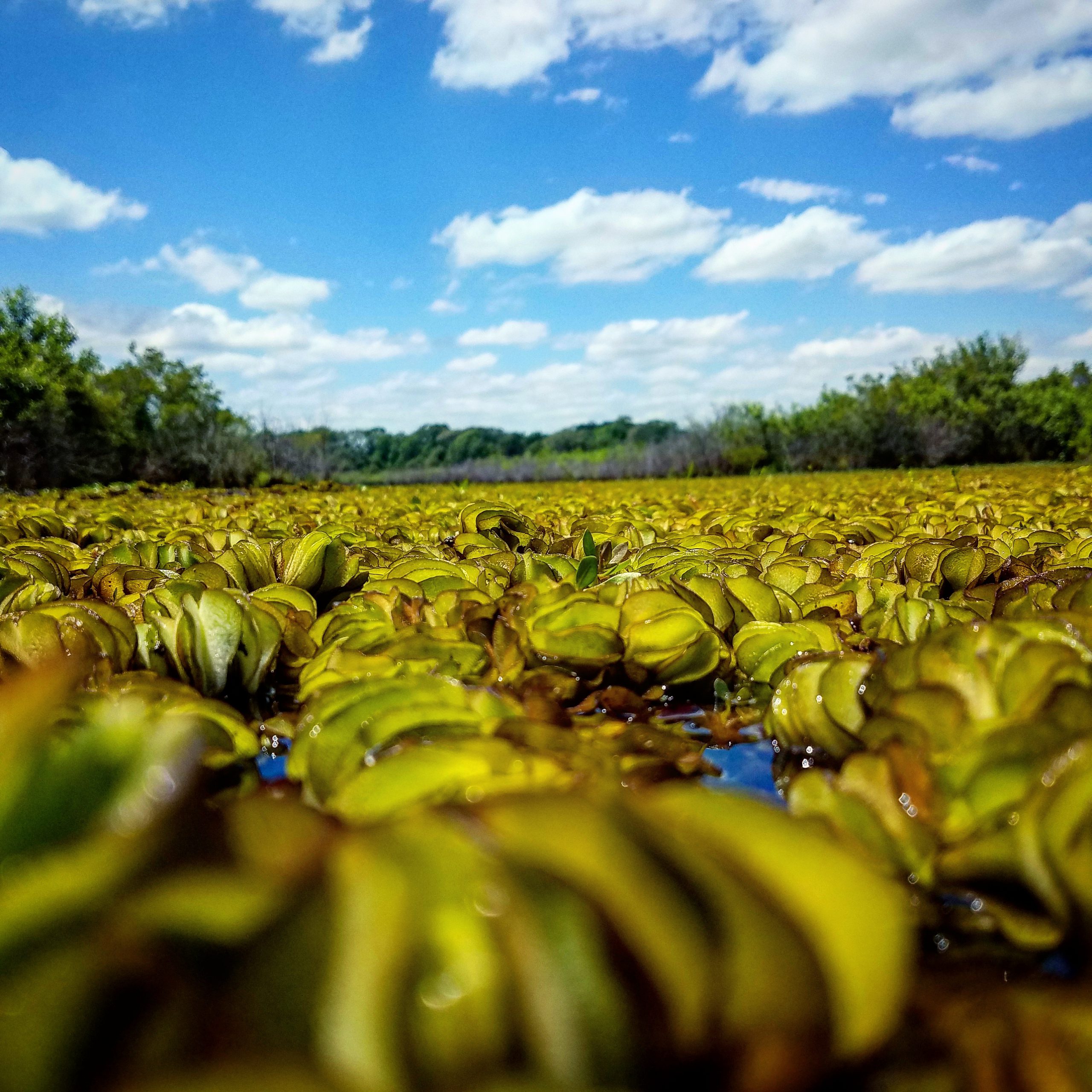 Are Invasive Aquatic Plants Taking Over Your Lake Or Pond?