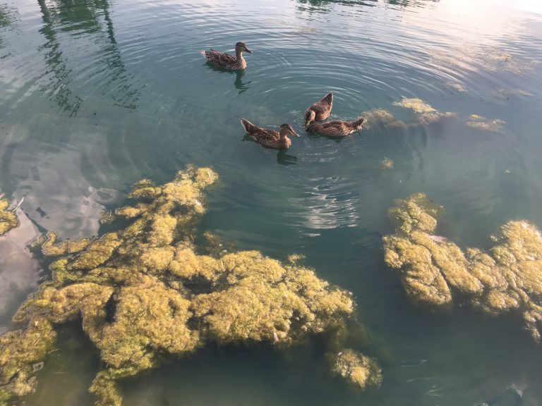 improving-water-clarity-what-is-the-cause-of-murky-lake-water