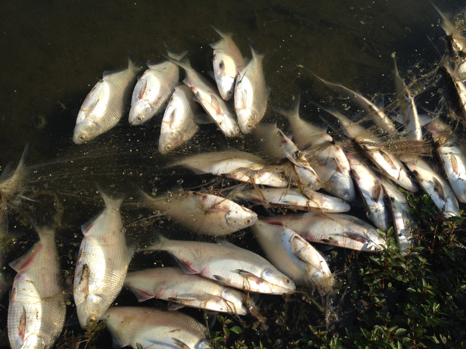 What Causes Fish Kill in the Winter?, Aerator Fish