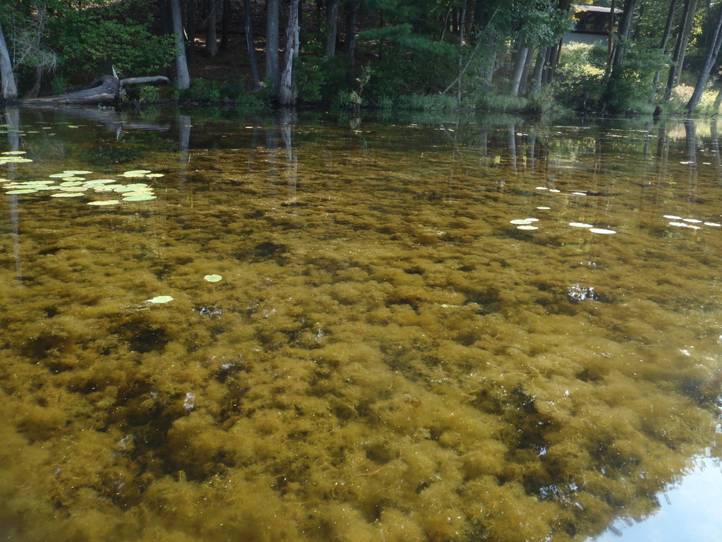 aquatic-weed-control-herbicides