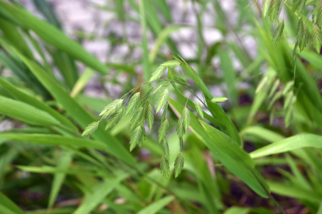 Buffer Plants - Indian Wood Oats