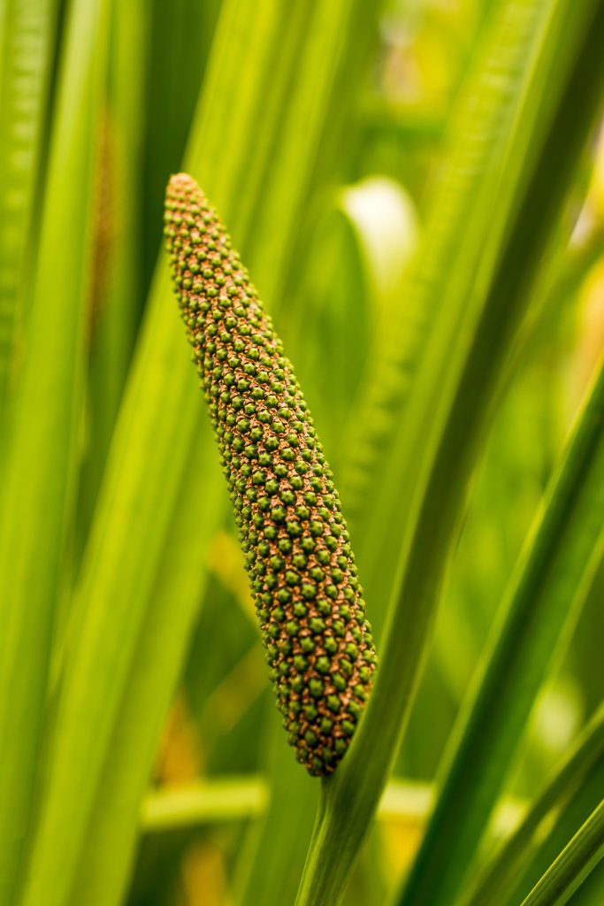 Buffer Plants Sweet Flag