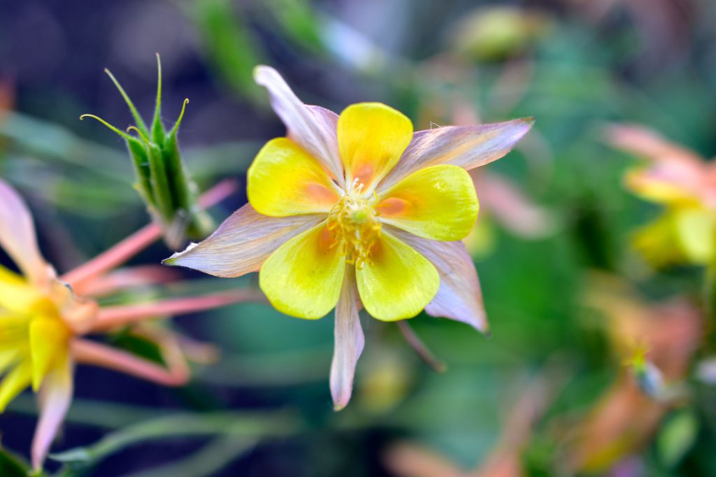 Golden-columbine