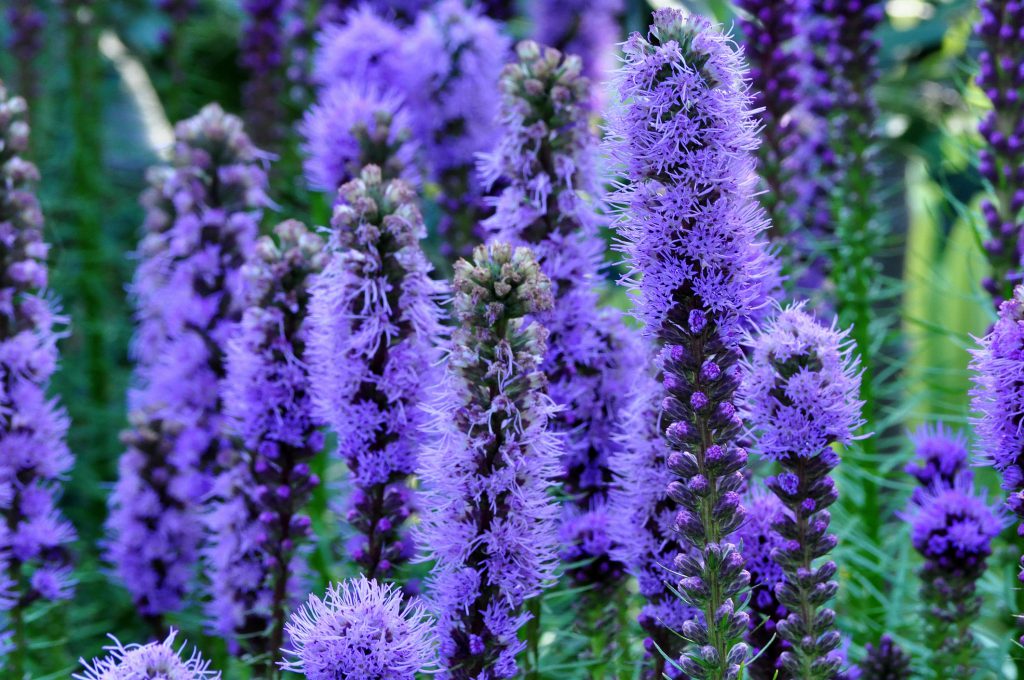 Grass-leaf Blazing Star